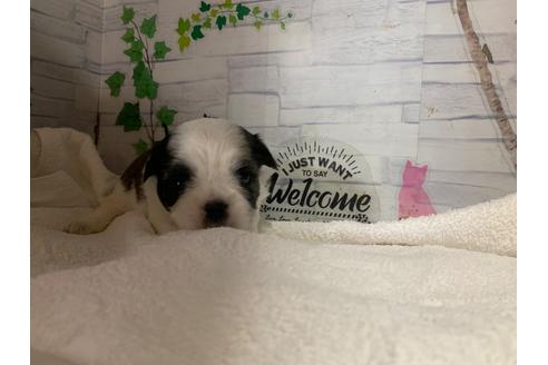 成約済の岐阜県のミックス犬-106271の2枚目