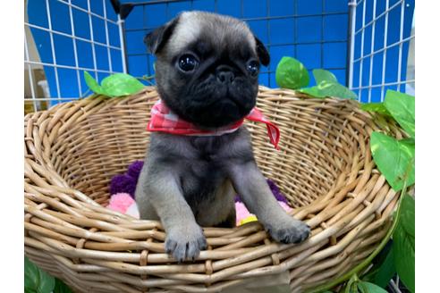 成約済の愛媛県のパグ-108366の1枚目