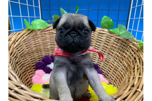 成約済の愛媛県のパグ-108366の3枚目