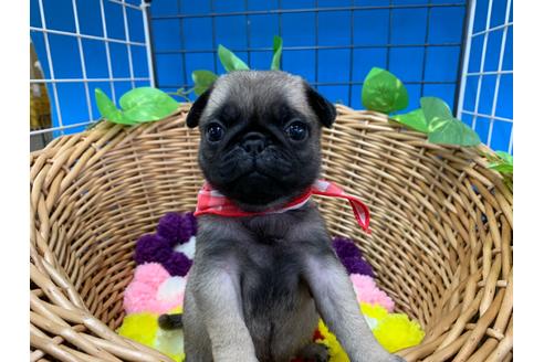 成約済の愛媛県のパグ-108366の2枚目