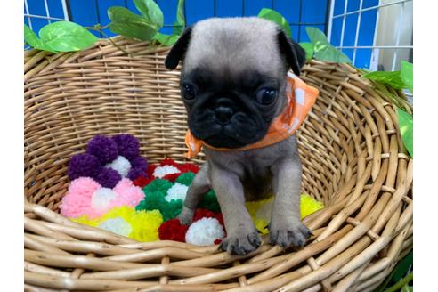 成約済の愛媛県のパグ-108369の3枚目