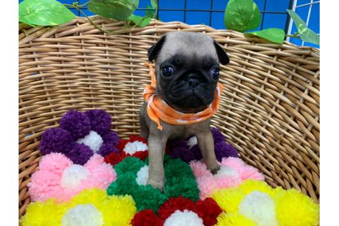 成約済の愛媛県のパグ-108369の2枚目