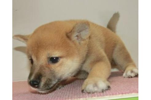 成約済の長崎県の柴犬-108376の1枚目