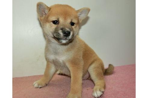 成約済の長崎県の柴犬-108376の6枚目