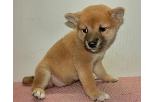 成約済の長崎県の柴犬-108376の5枚目