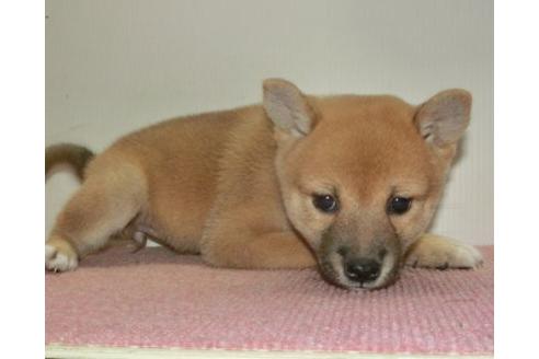 成約済の長崎県の柴犬-108376の4枚目
