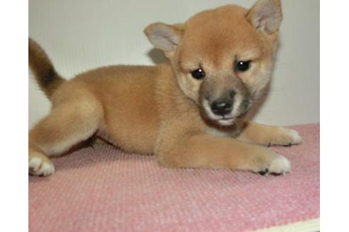 成約済の長崎県の柴犬-108376の3枚目