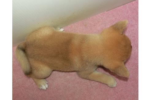 成約済の長崎県の柴犬-108376の2枚目
