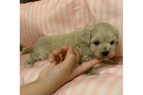 成約済の山形県のマルプー:マルチーズ×トイプードル-108380の2枚目