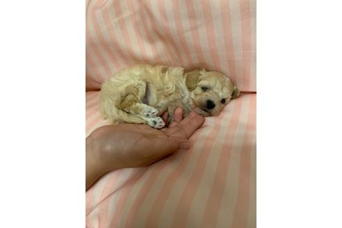 成約済の山形県のマルプー:マルチーズ×トイプードル-108381の5枚目