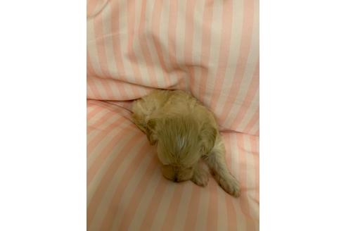 成約済の山形県のマルプー:マルチーズ×トイプードル-108381の2枚目
