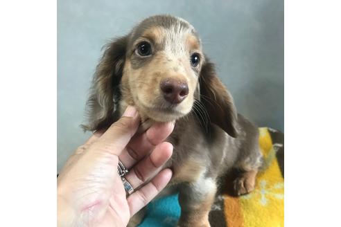 成約済の宮崎県のミニチュアダックスフンド(ロングヘアード)-103807の1枚目