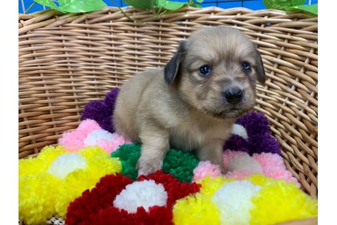 成約済の愛媛県のミニチュアダックスフンド(ロングヘアード)-108438の3枚目