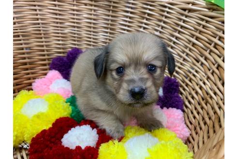 成約済の愛媛県のミニチュアダックスフンド(ロングヘアード)-108438の1枚目