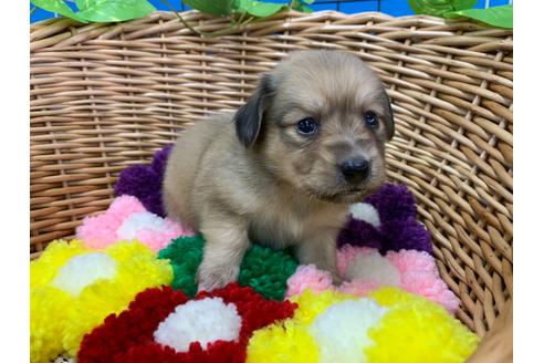 成約済の愛媛県のミニチュアダックスフンド(ロングヘアード)-108438の2枚目