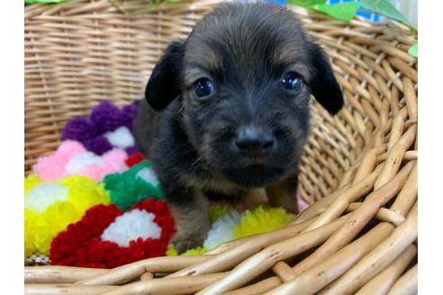 成約済の愛媛県のミニチュアダックスフンド(ロングヘアード)-108445
