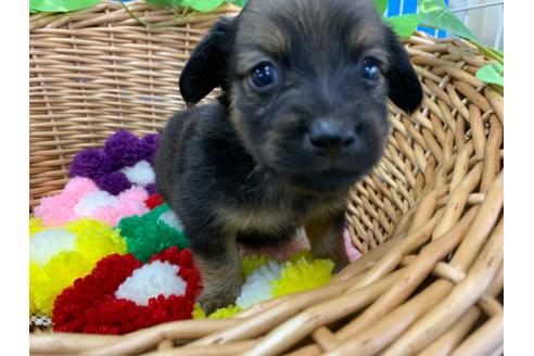 成約済の愛媛県のミニチュアダックスフンド(ロングヘアード)-108445の2枚目