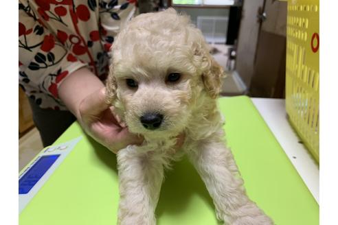 大阪府のトイプードル 男の子 08 23生まれ 男の子らしい顔つきです 子犬id ブリーダーナビ
