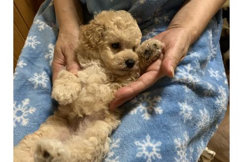 成約済の大阪府のタイニープードル-108471の18枚目