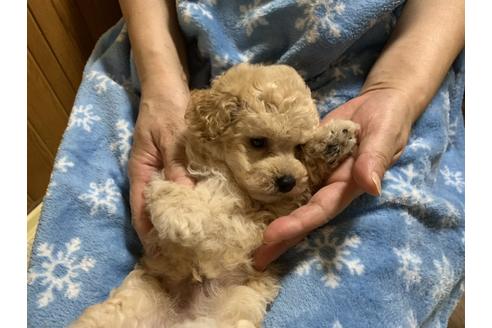 成約済の大阪府のタイニープードル-108471の17枚目
