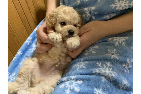 成約済の大阪府のタイニープードル-108471の16枚目