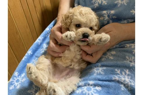 成約済の大阪府のタイニープードル-108471の15枚目