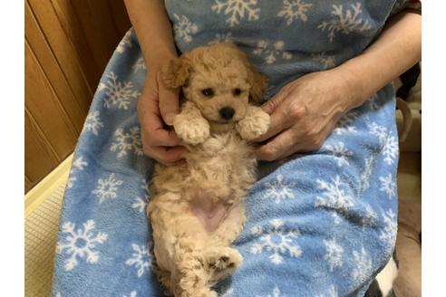 成約済の大阪府のタイニープードル-108471の13枚目