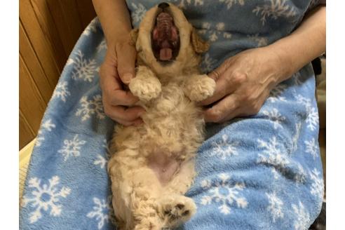 成約済の大阪府のタイニープードル-108471の12枚目