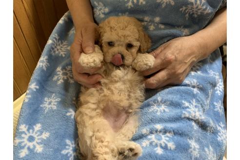 成約済の大阪府のタイニープードル-108471の11枚目