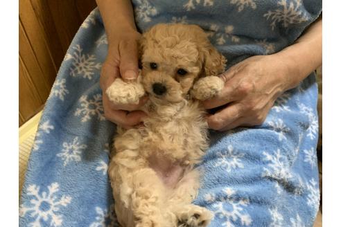 成約済の大阪府のタイニープードル-108471の10枚目