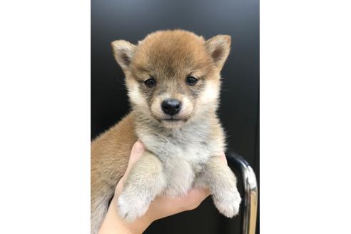成約済の北海道の柴犬-108505の1枚目