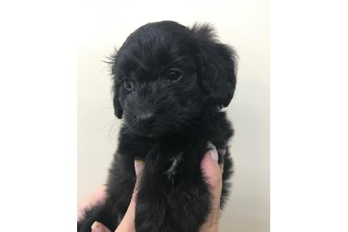 成約済の北海道のミックス犬-108507の1枚目