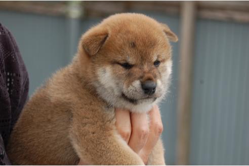 成約済の埼玉県の柴犬-108509の1枚目