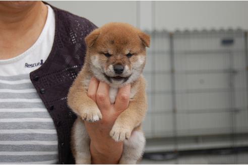 成約済の埼玉県の柴犬-108509の6枚目