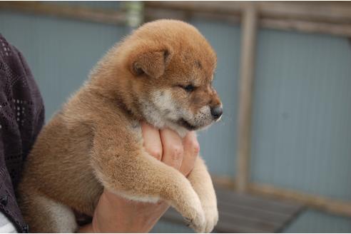 成約済の埼玉県の柴犬-108509の5枚目