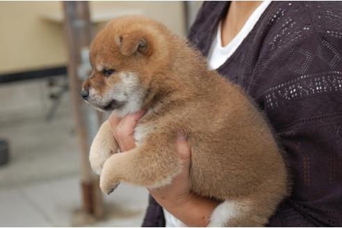 成約済の埼玉県の柴犬-108509の4枚目