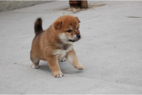成約済の埼玉県の柴犬-108509の3枚目