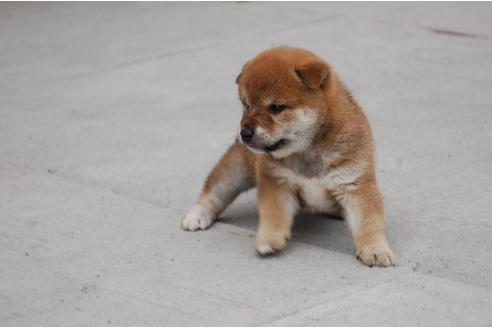 成約済の埼玉県の柴犬-108509の2枚目