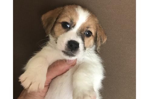 成約済の北海道のジャックラッセルテリア-103814