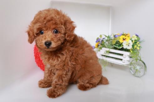 大阪府のトイプードル 女の子 07 25生まれ 両親遺伝子検査クリアー レッドのタイニーサイズちゃん 子犬 Id ブリーダーナビ