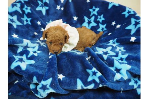 成約済の埼玉県のトイプードル-108546の4枚目