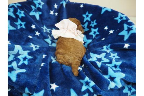 成約済の埼玉県のトイプードル-108546の3枚目