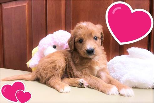 成約済の茨城県のミックス犬-108548の3枚目
