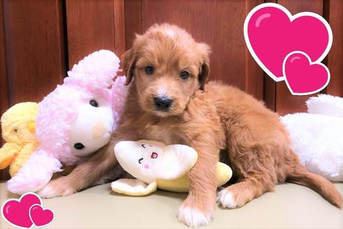 成約済の茨城県のミックス犬-108548の2枚目