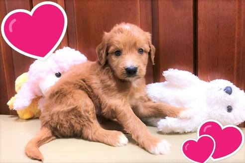 成約済の茨城県のミックス犬-108548の1枚目