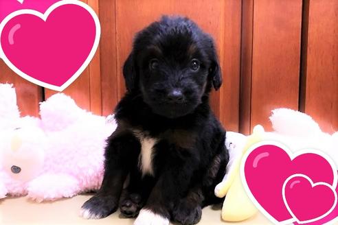 成約済の茨城県のミックス犬-108549の2枚目