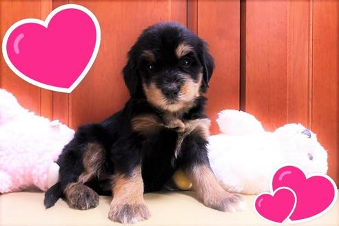 成約済の茨城県のミックス犬-108555の1枚目