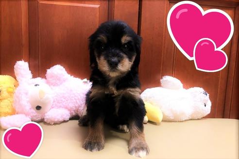 成約済の茨城県のミックス犬-108555の3枚目
