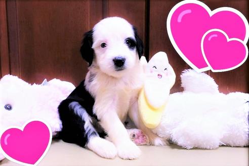 成約済の茨城県のミックス犬-108558の1枚目