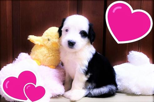 成約済の茨城県のミックス犬-108558の3枚目